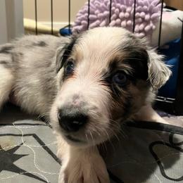 Reese - Blue merle male Border Collie puppy in Holden, Missouri from Spotted Feather Farm