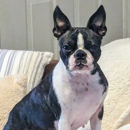 Henri - Boston Terrier
