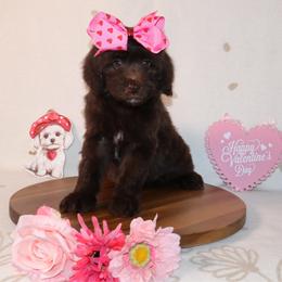 Vera Wang - Brown female Bernedoodle puppy in Ohio from Moore Doodles
