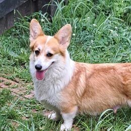 Skotter - Pembroke Welsh Corgi