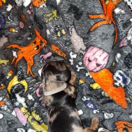 R2-D2 - Dapple male Dachshund puppy in Joplin, Missouri from Precious Paws