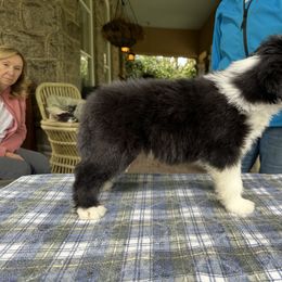 Bearded Collie and Border Collie Puppies from Beloved Bearded & Border Collies