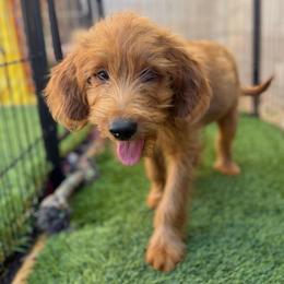 Chanel - Red  female Goldendoodle puppy in Lake Arrowhead, California from Puppies of the West