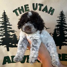 Sage - Brown roan and tan female Cockapoo puppy in Bountiful, Utah from EasyBreezyDoodles
