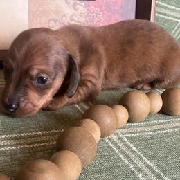 Toby - Red male Dachshund puppy in Sharon Springs, New York from Show Us The Way Homestead