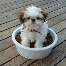 Shih Tzus from Camano Puppy Love