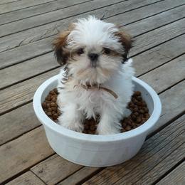 Shih Tzus from Camano Puppy Love