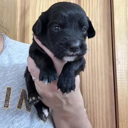 Girl 4 - female Golden Mountain Dog puppy in Wyoming from Great Basin BMD