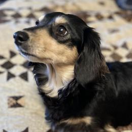 Ruth Ellen - Dachshund
