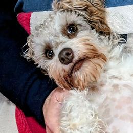 Ellie - Miniature Schnauzer