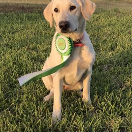 Bailey - Labrador Retriever