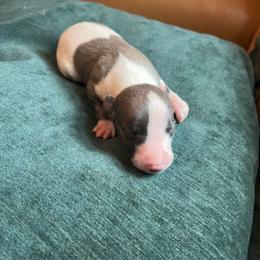 Gavin - White and blue fawn male Whippet puppy in Clinton, Tennessee from Ivanhoe Borzoi