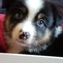 Australian Shepherds from West Coast Kirby