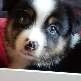 Australian Shepherds from West Coast Kirby