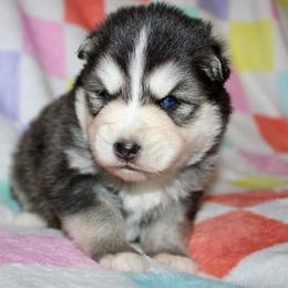 Finch - Black and white male Pomsky puppy in Centerville, Iowa from LJ Kennels Pomskies, LLC