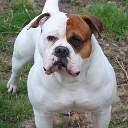 Bobo - American Bulldog