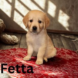 Fetta (Red) - Light golden female Golden Retriever puppy in Phoenix, Arizona from Ashrose Kennels