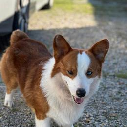 Cooper Briggs - Red male American Corgi puppy in Paragould, Arkansas from AC Doodles & Corgis