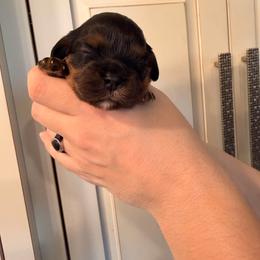 Girl pup - Black and tan female Cavalier King Charles Spaniel puppy in Rockville, Maryland from Skais the Limit