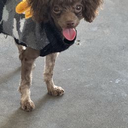 Gucci - Brown male Poodle puppy in New Port Richey, Florida from Toy Poodles And Maltese Of Florida