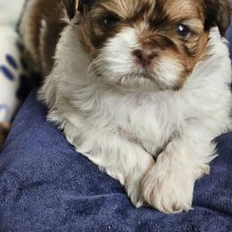 Claire - Tricolor female Shih Tzu puppy in Kings Mountain, North Carolina from NC Shih Tzus by Tammy