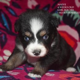 Maeve - Black tri female Miniature Australian Shepherd puppy in Patterson, North Carolina from DreamLine Aussies
