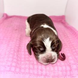 Pink - Liver white and roan female English Springer Spaniel puppy in Lincoln, Texas from LeeCo. Springers
