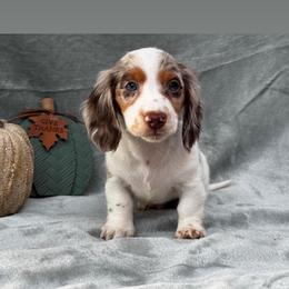 Dennis - Piebald male Dachshund puppy in Trinity, Texas from Signature Sloan - Long Hair Dachshunds
