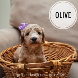 Olive - Caramel ice female Golden Aussiedoodle puppy in Hyrum, Utah from Goldendoodledoo Farms
