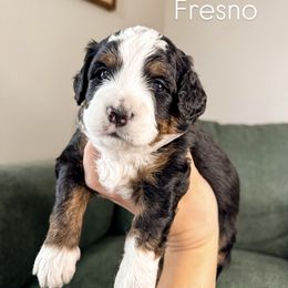 Fresno - Bernedoodle puppy from Little Stone Bernedoodles