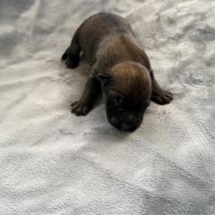 Rani - Sable female Working Dog Cross puppy in Sheridan, Arkansas from Dark Sky Kennels