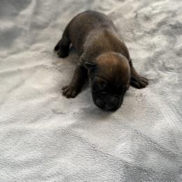 Rani - Sable female Working Dog Cross puppy in Sheridan, Arkansas from Dark Sky Kennels