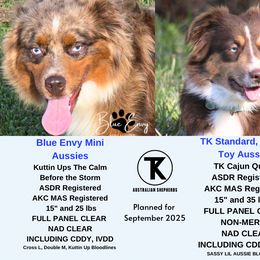 Miniature American Shepherd puppies from TK Standard, Mini, & Toy Aussies