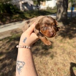 Salem - Dapple male Dachshund puppy in Joplin, Missouri from Dreamy dachshunds