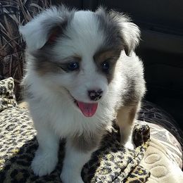Australian Shepherds from Tammy Searcy's Australian Shepherds