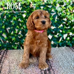 Rose - Caramel female Australian Labradoodle puppy in Hartshorne, Oklahoma from Jena Edmond