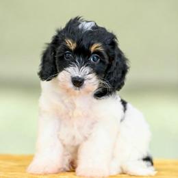 Jane - Tri-color female Bernedoodle puppy in Dundee, Ohio from Down Home Doodle