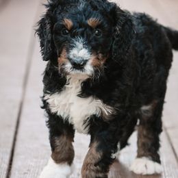 Bernedoodle Puppies from CBKB Bernedoodle’s