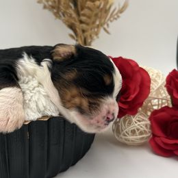 Vixen - Bernedoodle puppy from Shadow Kennels