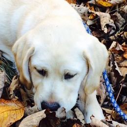 "London as a pup" Labrador Retriever Puppies from Carvins Cove English Labradors