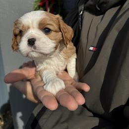 Cavalier King Charles Spaniel Puppies from Montpelier Cavaliers