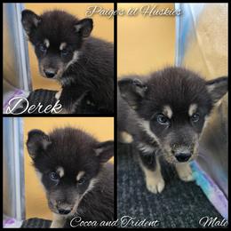 Derek - Black tan and white male Siberian Husky puppy in Bloomfield, Indiana from Paiges lil huskies