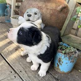 August - Black and white male Border Collie puppy in Lebanon, Oregon from Cahill’s Canines