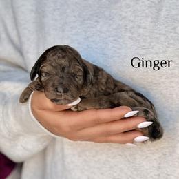 Ginger - Merle female Bernedoodle puppy in Pennsylvania from Bells Bernedoodles