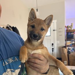 Oliver - Red Shiba Inu puppy in Las Vegas, Nevada from AKZ Shiba Inus