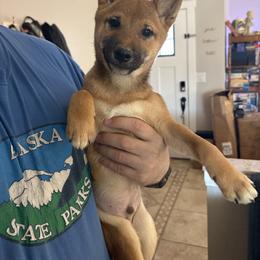 Oliver - Red Shiba Inu puppy in Las Vegas, Nevada from AKZ Shiba Inus