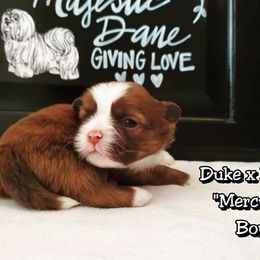 Great Dane and Shih Tzu Puppies from Empire Royalty and Majestic Dane