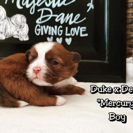 Great Dane and Shih Tzu Puppies from Empire Royalty and Majestic Dane