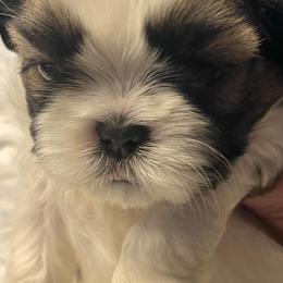 Boy 4 - Tricolor male Shih Tzu puppy in Buxton, Maine from Shih Tzu Junction