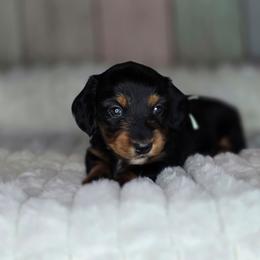 Green - Black and tan female Dachshund puppy in Salado, Texas from DK's Dream Doxies